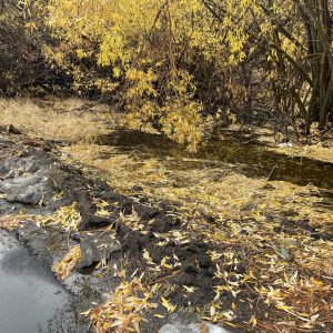 US Postal Service degraded pavement next to creek
